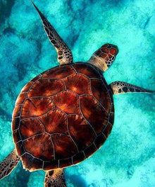 Schildkröte im blauen Wasser - Diamond Painting Meeresmotiv