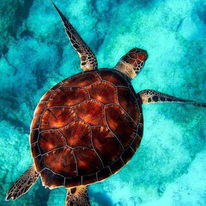Schildkröte im blauen Wasser - Diamond Painting Meeresmotiv