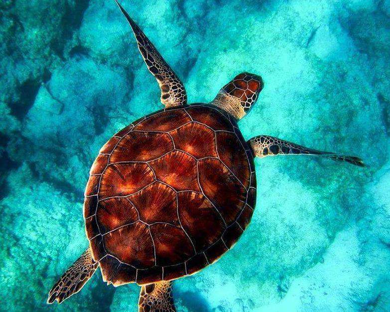 Schildkröte im blauen Wasser - Diamond Painting Meeresmotiv