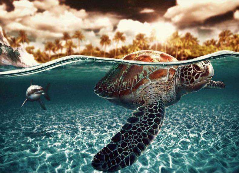 Schildkröte im Wasser Diamond Painting