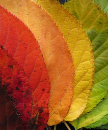 Bunte Herbstblätter - Diamond Painting Naturmotiv
