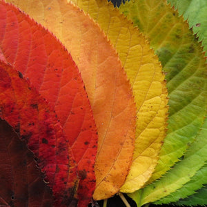 Bunte Herbstblätter - Diamond Painting Naturmotiv