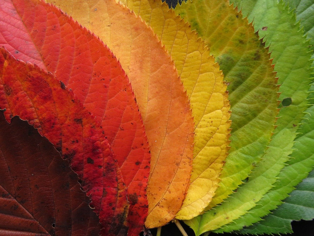 Bunte Herbstblätter - Diamond Painting Naturmotiv