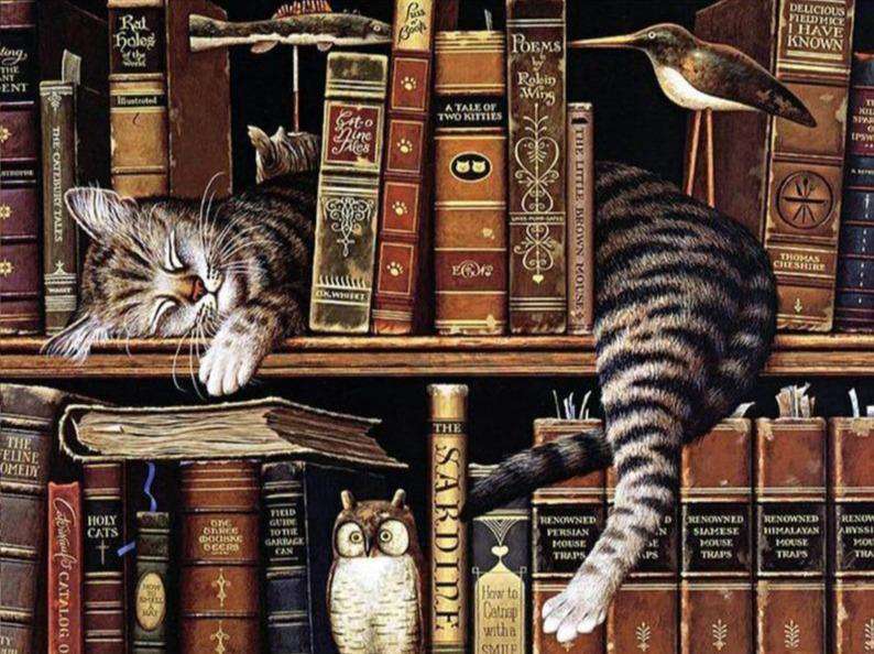 Slapende Kat in Boekenkast