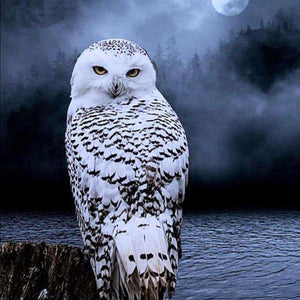 Schneeeule im Mondschein - Diamond Painting Vogelmotiv
