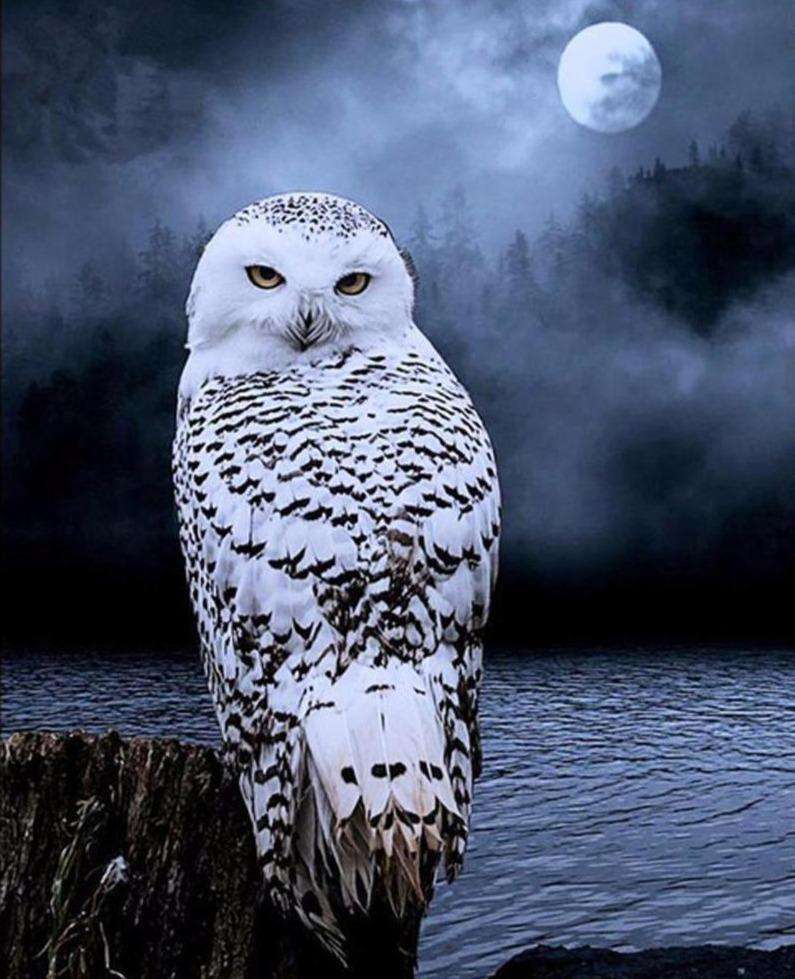 Schneeeule im Mondschein - Diamond Painting Vogelmotiv