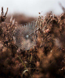 Spinnennetz im Morgentau - Diamond Painting mit Tautropfen