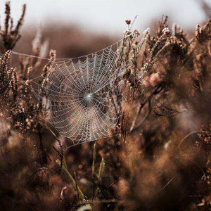 Spinnennetz im Morgentau - Diamond Painting mit Tautropfen