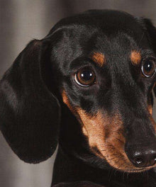 Dackel mit Welpenaugen - Diamond Painting Hunde-Portrait