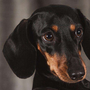 Dackel mit Welpenaugen - Diamond Painting Hunde-Portrait