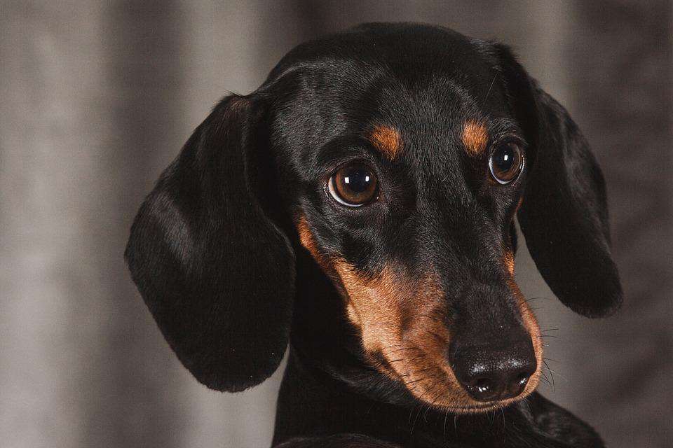 Dackel mit Welpenaugen - Diamond Painting Hunde-Portrait