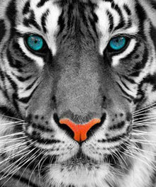 Weißer Tiger mit blauen Augen - Diamond Painting Bestseller Edition