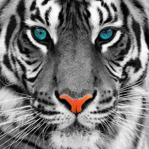 Weißer Tiger mit blauen Augen - Diamond Painting Bestseller Edition