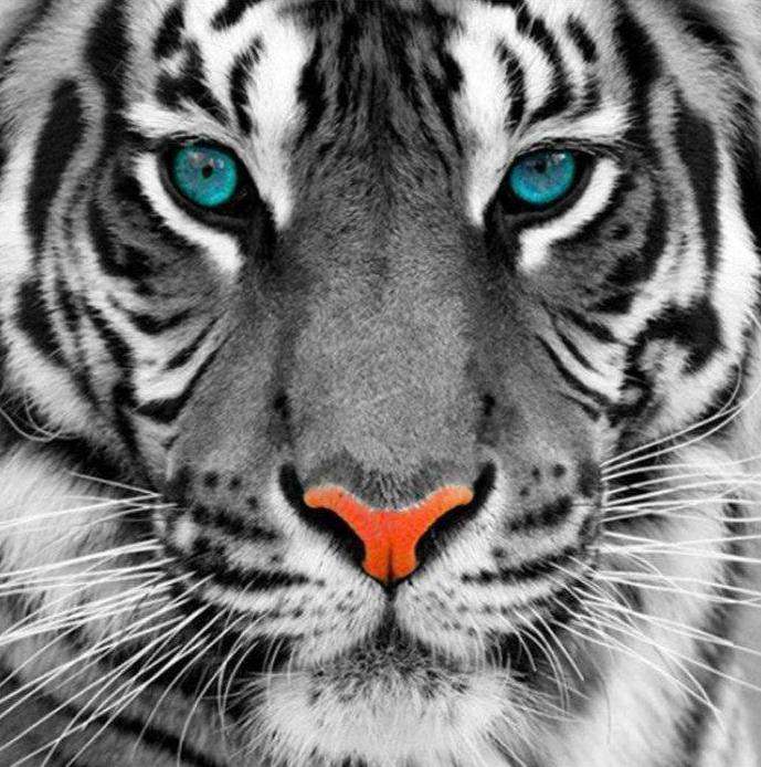 Weißer Tiger mit blauen Augen - Diamond Painting Bestseller Edition