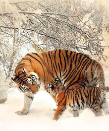 Tiger und Jungtier - Diamond Painting mit Winterlandschaft