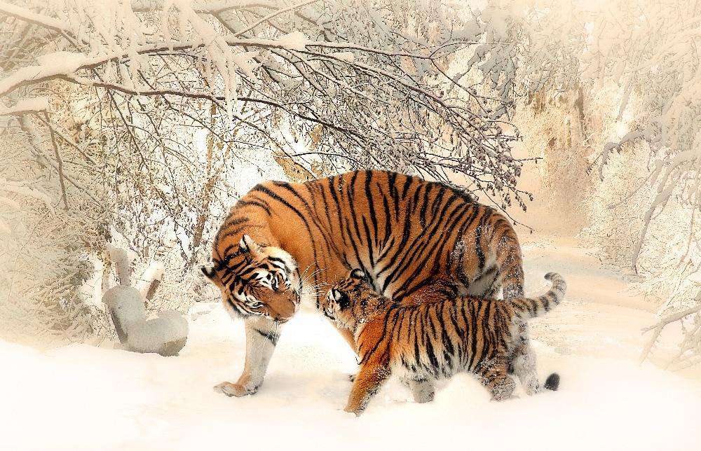 Tiger und Jungtier - Diamond Painting mit Winterlandschaft