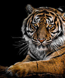 Porträt eines Tigers Diamond Painting Tiermotiv