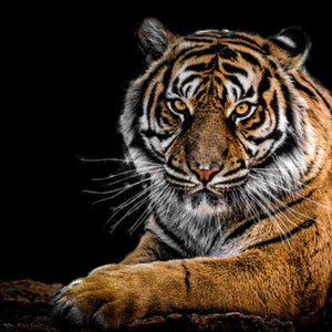 Porträt eines Tigers Diamond Painting Tiermotiv