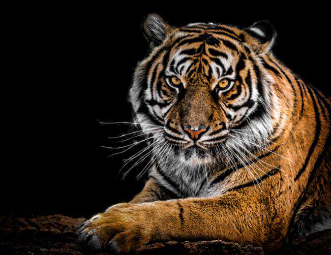 Porträt eines Tigers Diamond Painting Tiermotiv