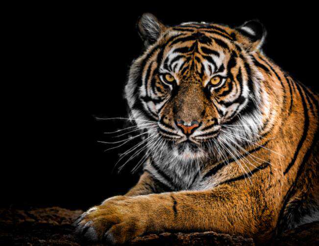 Porträt eines Tigers