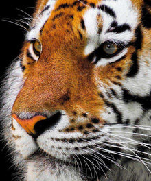 Tigerporträt Nahaufnahme - Diamond Painting Motiv