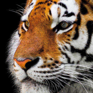 Tigerporträt Nahaufnahme - Diamond Painting Motiv