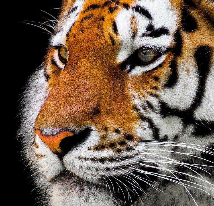 Tigerporträt Nahaufnahme - Diamond Painting Motiv