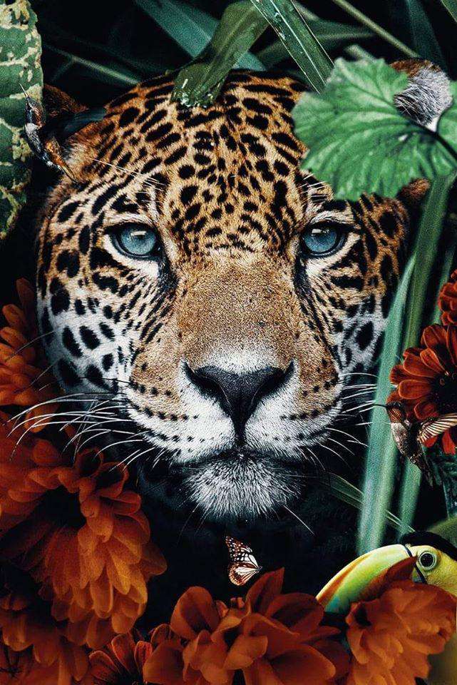 Leopardenporträt im Dschungel Diamond Painting