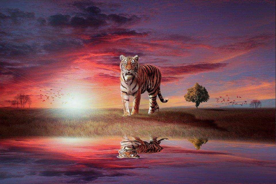 Tiger mit Spiegelbild im Sonnenuntergang - Diamond Painting Motiv