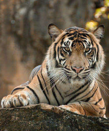 Tiger auf einem Felsen - Diamond Painting Wildtiermotiv