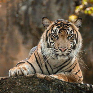 Tiger auf einem Felsen - Diamond Painting Wildtiermotiv