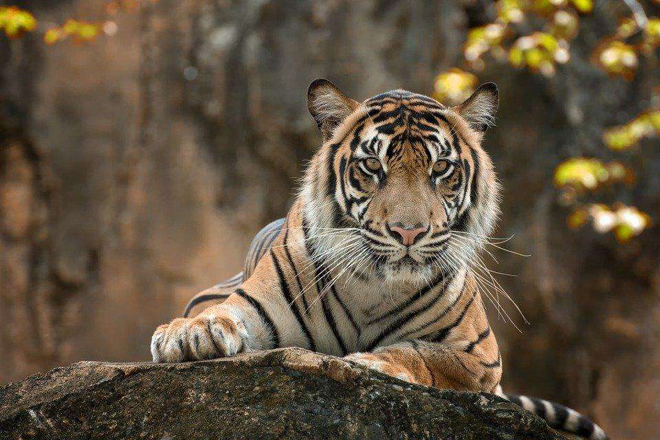Tiger auf einem Felsen - Diamond Painting Wildtiermotiv