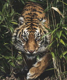 Tiger im hohen Gras - Diamond Painting Motiv