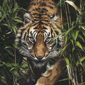 Tiger im hohen Gras - Diamond Painting Motiv