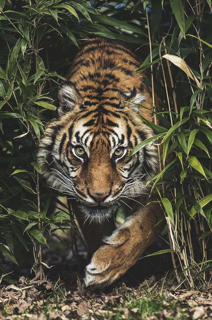 Tiger im hohen Gras - Diamond Painting Motiv