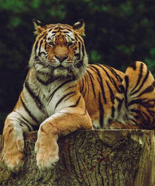 Tiger auf Baumstamm - Diamond Painting Motiv