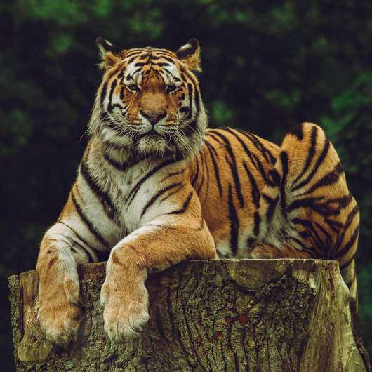 Tiger auf Baumstamm - Diamond Painting Motiv