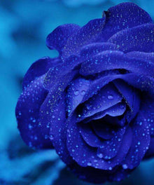 Blaue Rose Blumenmotiv Diamond Painting