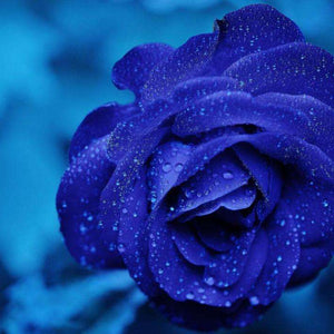 Blaue Rose Blumenmotiv Diamond Painting