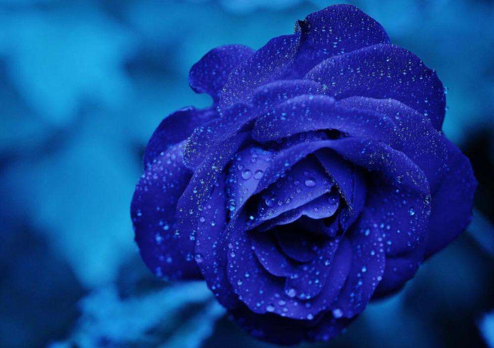 Blaue Rose Blumenmotiv Diamond Painting