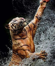 Tiger spielt mit Wasser - Diamond Painting Motiv