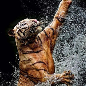 Tiger spielt mit Wasser - Diamond Painting Motiv