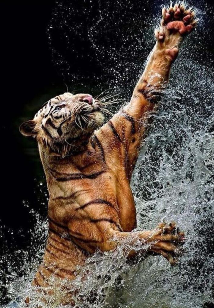 Tiger spielt mit Wasser - Diamond Painting Motiv