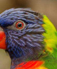 Tropischer Vogel - Diamond Painting mit buntem Papagei