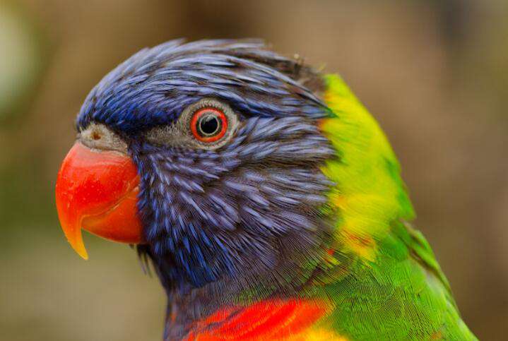 Tropischer Vogel - Diamond Painting mit buntem Papagei