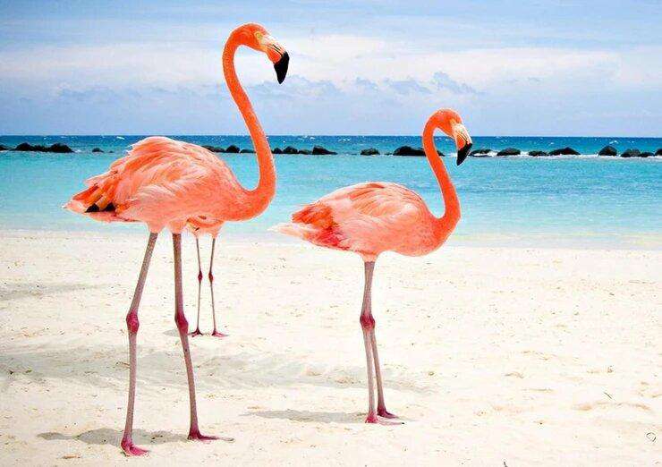 Tropische Flamingos am Strand - Diamond Painting Motiv