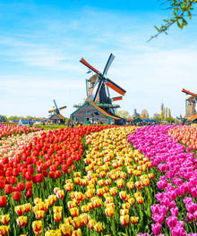 Windmühlen im Tulpenfeld Diamond Painting Motiv