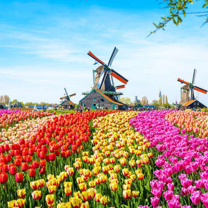 Windmühlen im Tulpenfeld Diamond Painting Motiv