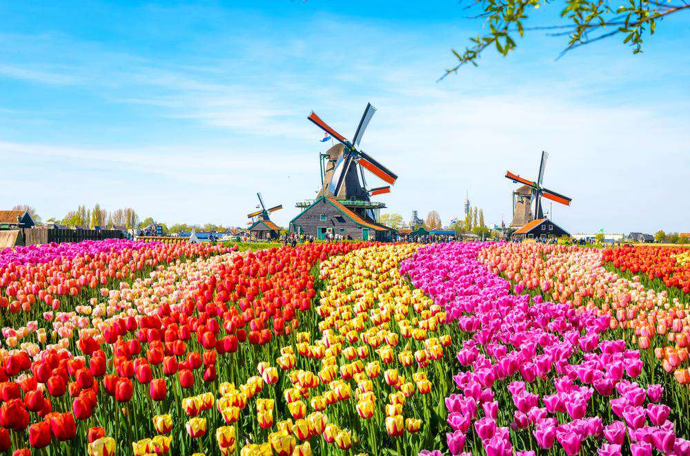 Windmühlen im Tulpenfeld Diamond Painting Motiv