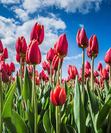 Niederländische Tulpen Diamond Painting Motiv